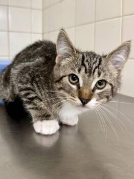 Sage -  Domestic Short Hair Cat for Adoption in San Antonio, Texas - Sage | PetCurious
