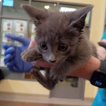 Domestic Short Hair Cats Available for Adoption in Lynchburg, Virginia - Oshi | PetCurious