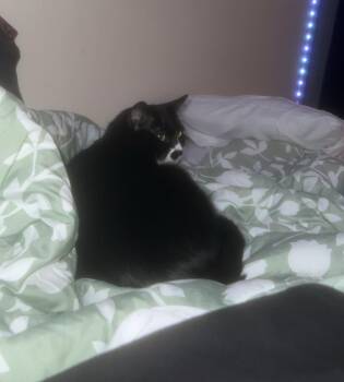 Rescue Domestic Short Hair Cats for Adoption in Brighton, Tennessee - Lucy (AP-Fostered In TN) | PetCurious