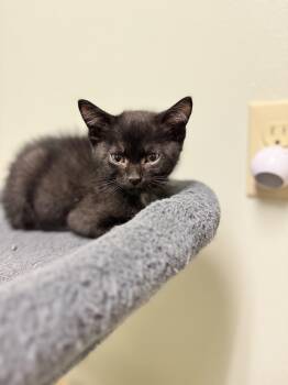 Domestic Short Hair Cats Available for Adoption in Mineral Point, Wisconsin - Casserole | PetCurious