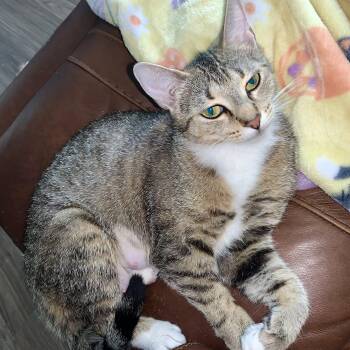 Domestic Short Hair Cats Available for Adoption in Richmond, Virginia - Miss Piggy | PetCurious