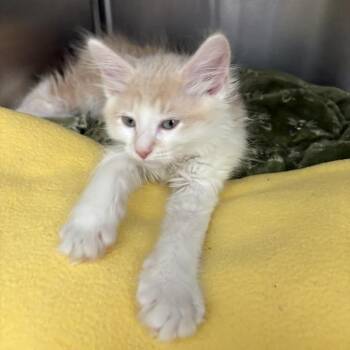 Domestic Long Hair Cats Available for Adoption in Pittsburgh, Pennsylvania - Munster | PetCurious