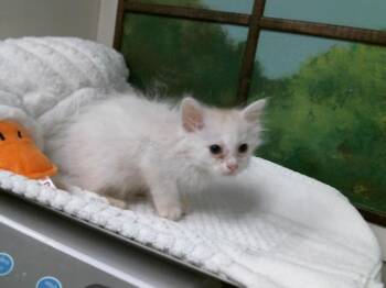 Domestic Short Hair Cats Available for Adoption in Houston, Texas - STORMY | PetCurious