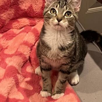 Domestic Short Hair Cats Available for Adoption - Mystique | PetCurious
