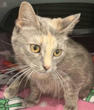 Domestic Short Hair Cats Available for Adoption in Sault Ste. Marie, Michigan - Emmy | PetCurious