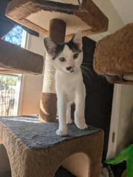 Rescue Domestic Short Hair Cats for Adoption in Tucson, Arizona - Buttercream | PetCurious