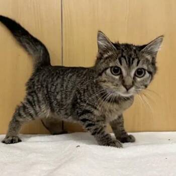 Squidward -  Domestic Medium Hair Cat for Adoption in Brentwood, Missouri - Squidward | PetCurious