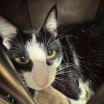 Cletis -  Domestic Short Hair Cat for Adoption in Edwardsville, Illinois - Cletis | PetCurious