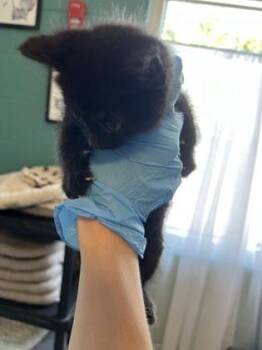Tanya -  Domestic Short Hair Cat for Adoption in Fishers, Indiana - Tanya | PetCurious