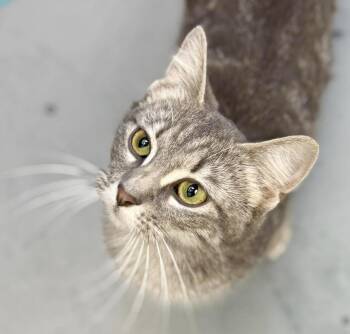 Silver and Tabby Cats Available for Adoption in Bedford Hills, New York - Rose Is So Darn Sweet And Super Silvery! SO CUTE! VIDEO | PetCurious