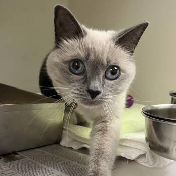 Lexi -  Domestic Short Hair and Siamese Cat for Adoption in Harrisonburg, Virginia - Lexi | PetCurious