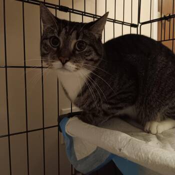 Winston -  Domestic Short Hair Cat for Adoption in Melrose, Massachusetts - Winston | PetCurious