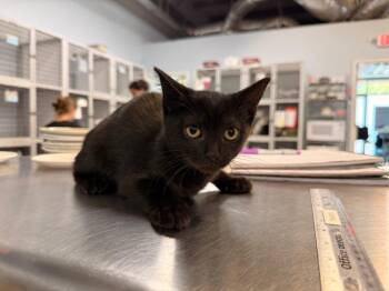 Allegra -  Domestic Short Hair Cat for Adoption in Raleigh, North Carolina - Allegra | PetCurious