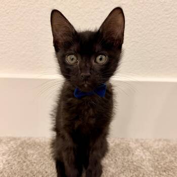 Haumea -  Domestic Short Hair Cat for Adoption in Bentonville, Arkansas - Haumea | PetCurious