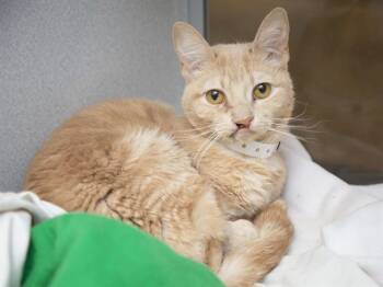 Domestic Short Hair Cats Available for Adoption in Phoenix, Arizona - PUMPKIN | PetCurious
