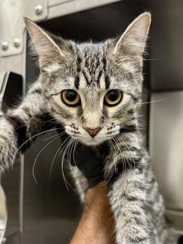 Sam -  Domestic Short Hair Cat for Adoption in Wichita, Kansas - Sam | PetCurious