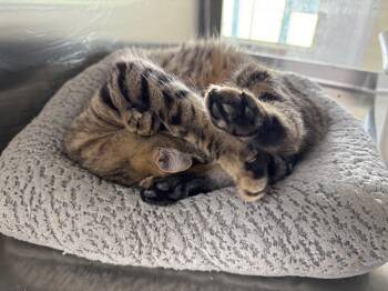Tiger and Domestic Short Hair Cats Available for Adoption in Austin, Minnesota - Tori | PetCurious