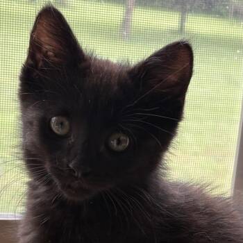 Delilah -  Domestic Short Hair Cat for Adoption in York, Pennsylvania - Delilah | PetCurious