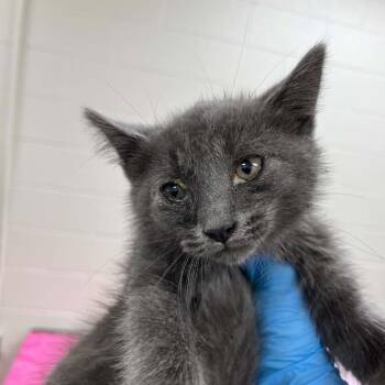 SVAS-Stray-38907 -  Domestic Short Hair Cat for Adoption in Lyndhurst, Virginia - SVAS-Stray-38907 | PetCurious
