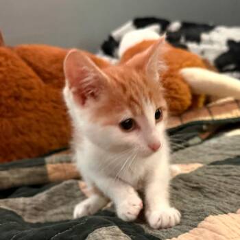 Zinziro -  Domestic Medium Hair Cat for Adoption in Fredericksburg, Virginia - Zinziro | PetCurious