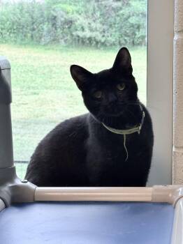 Peanut & Schnitzel -  Domestic Short Hair Cat for Adoption in Stratford, Connecticut - Peanut & Schnitzel | PetCurious