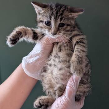 Thea -  Domestic Short Hair Cat for Adoption in Johnstown, Pennsylvania - Thea | PetCurious