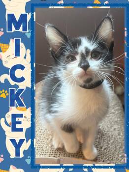 Mickey -  Domestic Short Hair Cat for Adoption in Pasco, Washington - Mickey | PetCurious