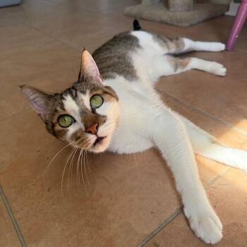 Domestic Short Hair Cats Available for Adoption in Fenton, Michigan - Brownie | PetCurious