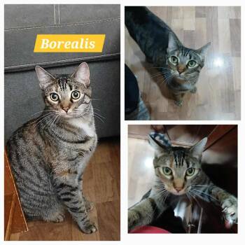 Rescue Domestic Short Hair Cats for Adoption in Abbotsford, British Columbia - Borealis | PetCurious