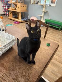 Rescue Domestic Short Hair Cats for Adoption in Parlier, California - Kitten 26853 (Plum) | PetCurious