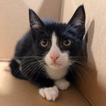 Shay -  Domestic Short Hair Cat for Adoption in Tampa, Florida - Shay | PetCurious