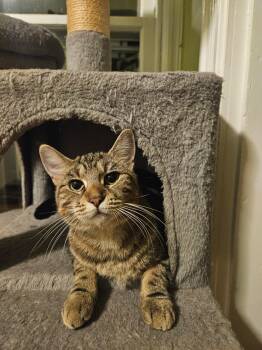 Rescue Domestic Short Hair Cats for Adoption in Calverton, Maryland - Montana | PetCurious