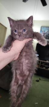 Finn -  Domestic Short Hair Cat for Adoption in Chicago, Illinois - Finn | PetCurious