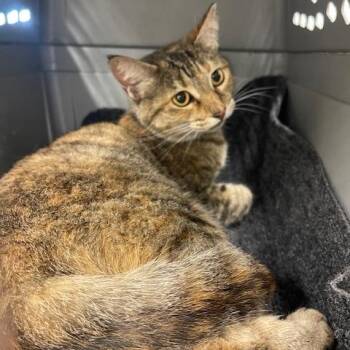 Domestic Short Hair Cats Available for Adoption in Lake Panasoffkee, Florida - Megara | PetCurious