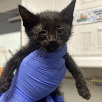 Voltage -  Domestic Short Hair Cat for Adoption in Greenville, South Carolina - Voltage | PetCurious