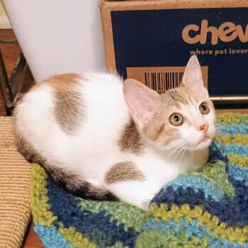 Flitter -  Domestic Short Hair Cat for Adoption in Lewisville, Texas - Flitter | PetCurious