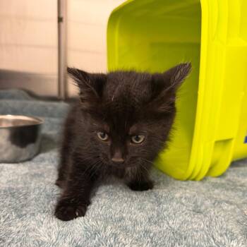 Starlight -  Domestic Medium Hair Cat for Adoption in Emporia, Kansas - Starlight | PetCurious