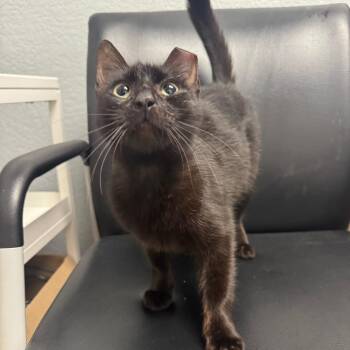 Domestic Medium Hair Cats Available for Adoption in Waco, Texas - Morticia | PetCurious