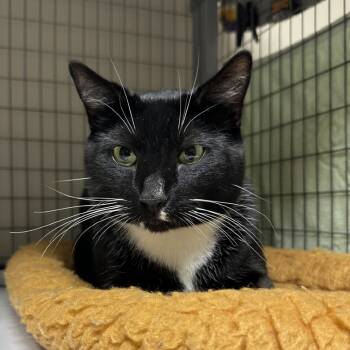 Rescue Domestic Short Hair Cats for Adoption in Blue Ridge, Georgia - Kyo | PetCurious