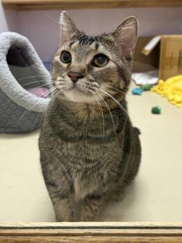 Domestic Medium Hair Cats Available for Adoption - Rory | PetCurious