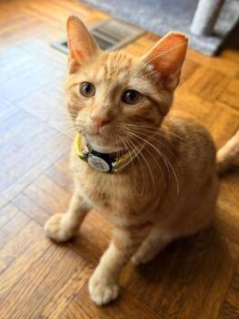 Sunny -  Domestic Short Hair Cat for Adoption in Dalton, Georgia - Sunny | PetCurious