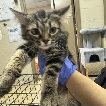 Castiel -  Domestic Medium Hair Cat for Adoption in Birmingham, Alabama - Castiel | PetCurious