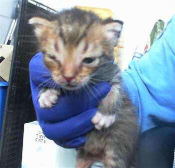 Rescue Domestic Medium Hair Cats for Adoption in Dallas, Texas - BINKY | PetCurious