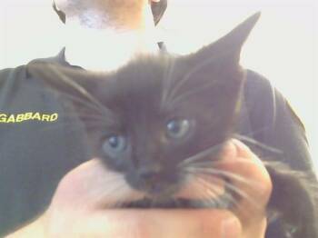 Domestic Short Hair Cats Available for Adoption in Sacramento, California - TOMMY | PetCurious