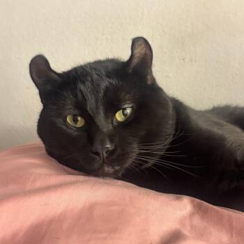 Zorro -  American Curl Cat for Adoption in South Elgin, Illinois - Zorro | PetCurious