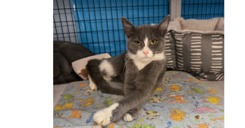 Rescue Domestic Short Hair Cats for Adoption in West Mifflin, Pennsylvania - Petra | PetCurious