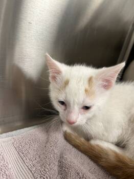 Rescue Domestic Short Hair Cats for Adoption in La Grange, Kentucky - Rhett | PetCurious