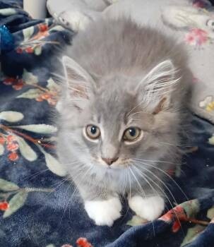 Tuk Tuk -  Domestic Long Hair Cat for Adoption in Georgetown, Ohio - Tuk Tuk | PetCurious