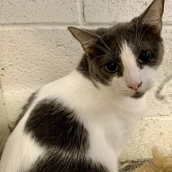Rescue Domestic Short Hair Cats for Adoption in Ontario, California - Honey | PetCurious
