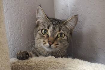 Bobbi Cat -  Domestic Short Hair Cat for Adoption in Fountain Hills, Arizona - Bobbi Cat | PetCurious